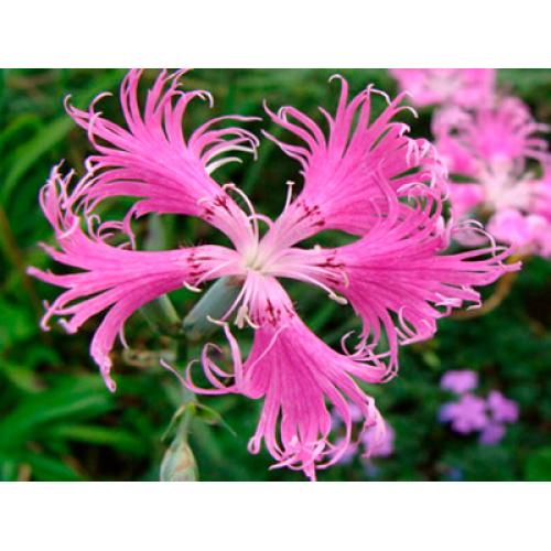 Гвоздика пышная