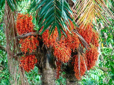 Плод бетелевой пальмы