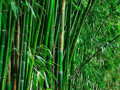 Экстракт бамбука