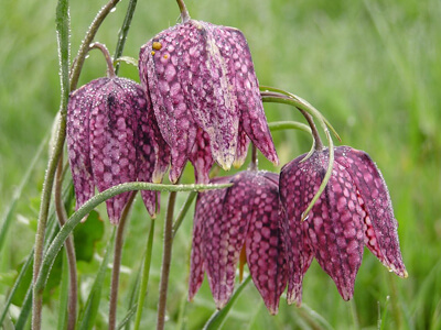 Fritillaria( рябчик)