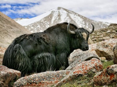 Пенис тибетского быка