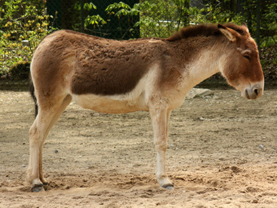 Пенис тибетского коня