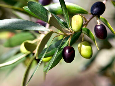 Плоды маслины европейской