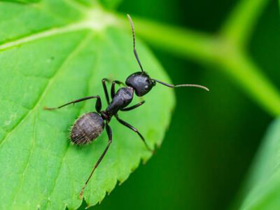 Порошок черных муравьев
