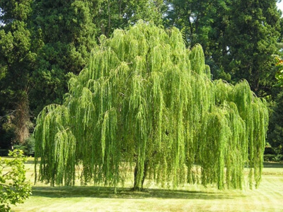 Ветки ивы плакучей (Salix)