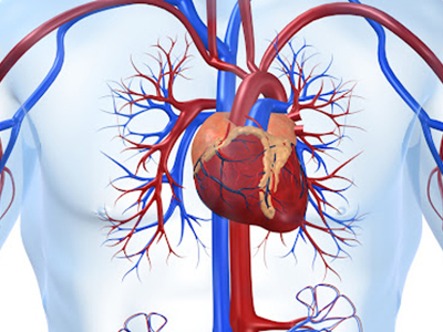 Заболевания кровеносных сосудов сердца