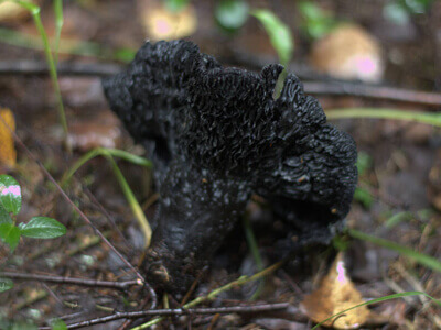 Черный гриб 