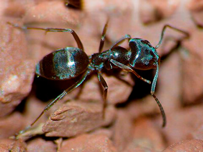 Экстракт чёрного муравья