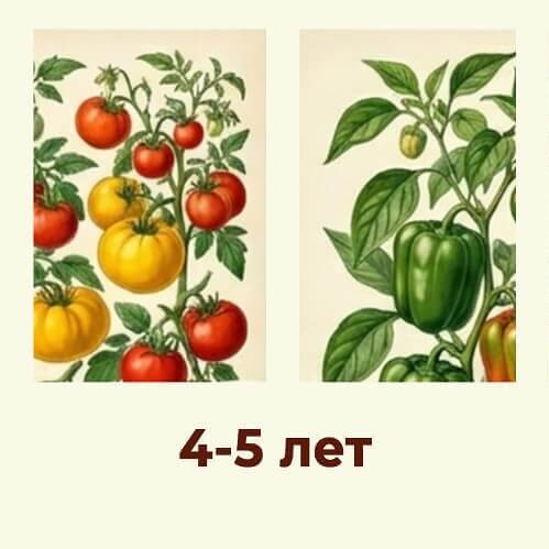Пиктограмма срока всхожести томатов и перцев