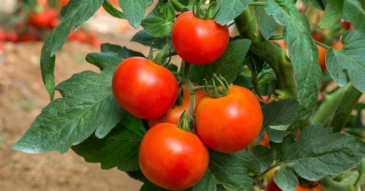 Четыре спелых помидора на кусту